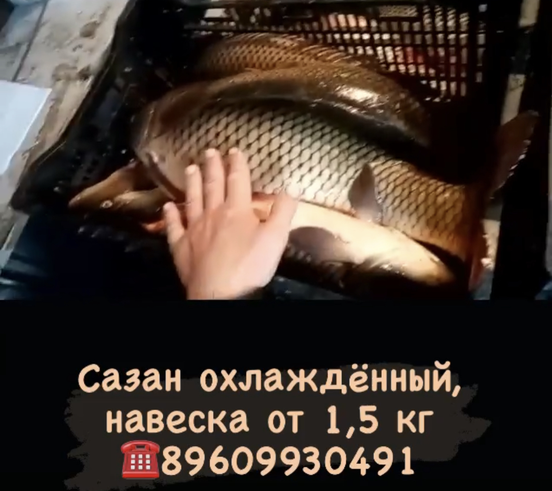 охлаждённого сазана оптом  в Омске и Омской области