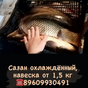 охлаждённого сазана оптом  в Омске и Омской области