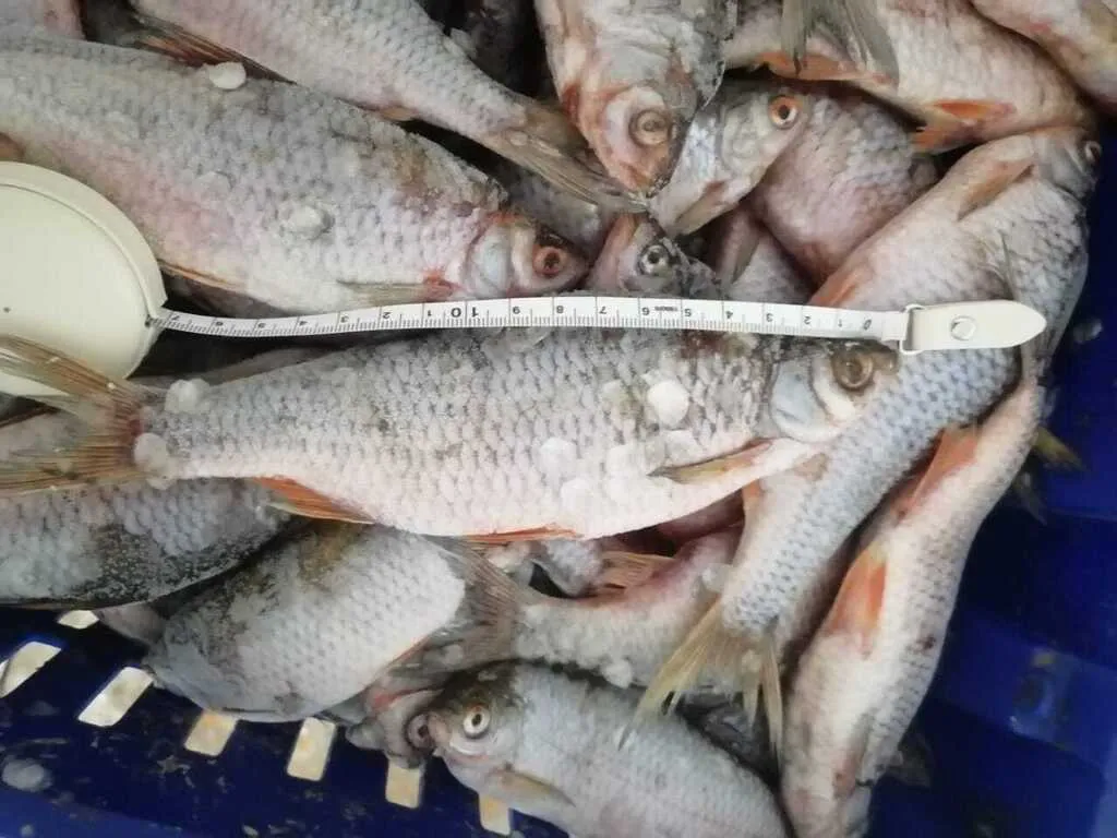фотография продукта Свежемороженая Плотва