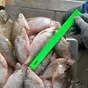 речная рыба плотва из янао в Омске и Омской области